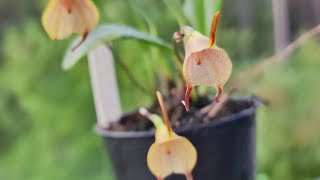 Masdevallia floribunda [upl. by Regina]