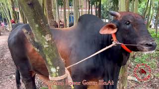 দেখার মত বিশাল সব ষাঁড় গরু  massive bulls lineup  উত্তরবঙ্গ গরু মেলা [upl. by Shelly]