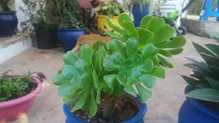 نبتة الأيونيوم  العناية بها والإكثار  Aeonium Arboreum [upl. by Micaela]