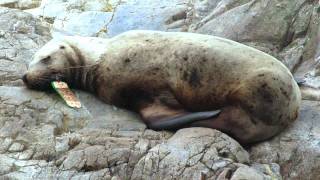 Debris Entangles Sea Lions [upl. by Okihsoy29]