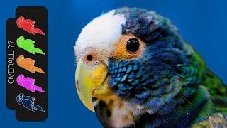 White Capped Pionus The Best Pet Parrot [upl. by Acisej]