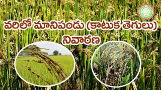 Kharif paddy  False smut Management ll PJTSAU ll [upl. by Coffee152]