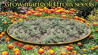 How to grow marigold from seed  Marigold grow from seed [upl. by Feledy391]