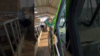 Feeding some round bale haylage for the beefers today 🐮britishfarming farm farming cows beef [upl. by Stag]