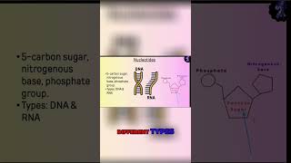 Decoding the DNA Structure Understanding Nucleotide Components [upl. by Anirehtac119]