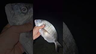 Surfcasting🎣 surfcasting pesca viralvideo [upl. by Ennayk657]