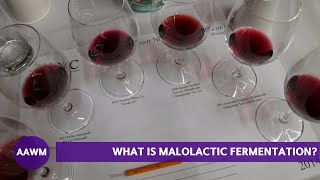 What is Malolactic Fermentation Winemaker Fred Scherrer Explains [upl. by Khanna]