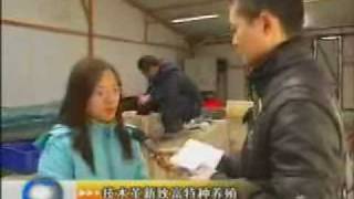 News on Polychaete worm farmWMV [upl. by Enined]