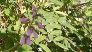 Indigofera tinctoria  Blue Dye plant  Indigo  Indígó  Litunarjurtir  Garðskálaplanta [upl. by Attesor]