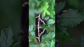 Giant Swallowtail Papilio cresphontes in Swallowtail Family  Observed in Description [upl. by Dorry]