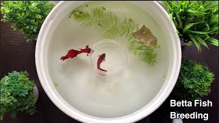 Betta Fish Breeding Procedure  Fighter Fish [upl. by Eenehs46]