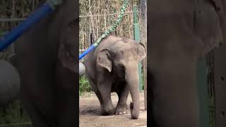 Elephant Enrichment  Cincinnati Zoo shorts [upl. by Darian]