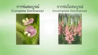 วิชาชีววิทยา  การแสดงออกของยีนแบบ Complete dominant Incomplete dominant และ Codominant [upl. by Schnur]