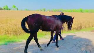 Horse First Time Meeting Successfully How To Horse Meeting Cross Video [upl. by Nnyled]