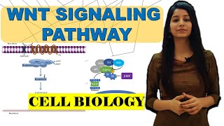 Wntβcatenin signaling pathwayAPC mutationRole in CancerBeta cateninDestruction complexwingles [upl. by Tarrance]