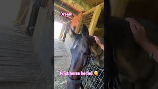 Feeding a horse first time horses country horselover farm love Buffmonkeyvr2698 [upl. by Salkin]