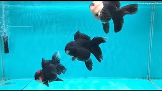 Beautiful and expensive ORANDA goldfish original from Japan [upl. by Coleville]