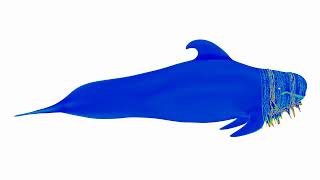 Spectrographic Sample ShortFinned Pilot Whale Globicephala macrorhynchus [upl. by Eelano]