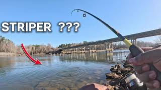 Dam Fishing For Striped Bass Catch and Clean [upl. by Hcahsem]