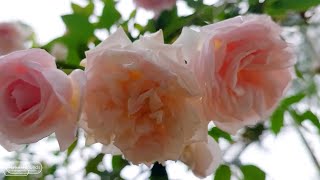 Beautiful flowers and the sound of rain falling along with the guitar helps you sleep well 118 [upl. by Assilym]