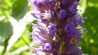 Anise Hyssop  Agastache foeniculum  Aníssópur  Sumarblóm  Skodýr [upl. by Teeniv]