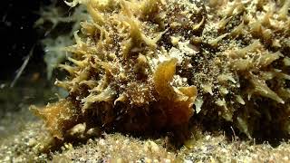 Nudibranche Lièvre Des Mers Dolabella Auricularia juillet 2024 [upl. by Ahsok]