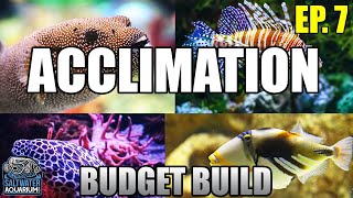 ACCLIMATING Your New Fish  Float vs Drip Acclimation Beginner Saltwater Budget Aquarium [upl. by Norby843]