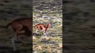 Puma vs Guanaco fight in forest Never give up wildlife animals guanaco [upl. by Hael]