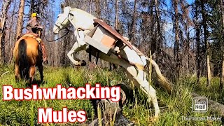 Mules Go Bushwhacking Vlog 6 [upl. by Notlaw]