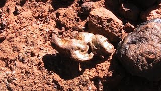 Metal Detecting for Gold Nuggets in WA 2014 pt 4 [upl. by Ertemed]