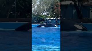 Dining With Orcas at SeaWorld Orlando Florida [upl. by Aidiruy553]