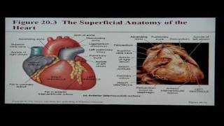 Cardiovascular System Part 1 of 4  Anatomy [upl. by Alil118]