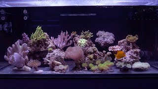 Vlog 32 Soft Coral Reef [upl. by Silvio676]