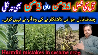 How to gain best production of sesame crop Harmful mistakes in sesame croptil ki kheti2024 [upl. by Combe]