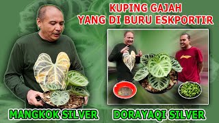 Mangkok Silver Di Thailand Dorayaqi Silver Kuping Gajah yang di buru eksportir  Episode 21 [upl. by Nauwtna34]