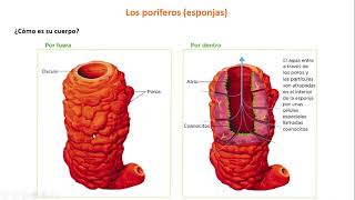 Invertebrados Poríferos y Cnidarios 1º ESO [upl. by Siraj12]