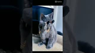 so funny cat videos cat catlover funnycat shortvideo shortsfeed shorts shortsvideo trending [upl. by Aner]