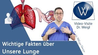 Unsere Lunge Anatomie Aufbau amp die Physiologie der Atmung verstehen  Wichtige Lungenerkrankungen [upl. by Talley]