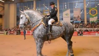 PAY PER VIEW montado Gran Campeon Percheron Agroexpo 2015 [upl. by Havot]