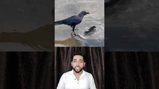 God must be ctazy crow bird birdslover birds animals pets fish fishing ankitagasta [upl. by Nettle559]