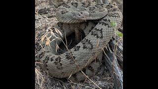 Idaho Herping Western Rattlesnake  Idaho  2021 [upl. by Dulcia]