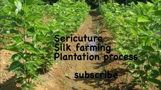 Sericulture  Start up  Mulberry plantation process [upl. by Amato435]