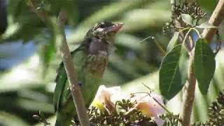 White Cheeked Barbet Call [upl. by Alejo585]