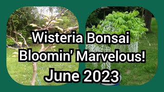 Wisteria Bonsai Alba Longissima Bloomin Marvelous June 2023 [upl. by Olnek]