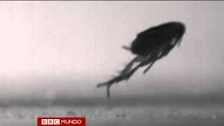 Develan el misterio del salto de la pulga Video BBC Mundo [upl. by Nnav]