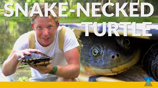 Australias SnakeNecked Turtle in the Wild [upl. by Schmidt23]