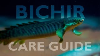 Bichirs An Ultimate Care Guide [upl. by Lebyram]