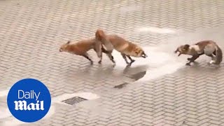 Hilarious video of fox fending off his randy rival while mating [upl. by Dulcinea296]