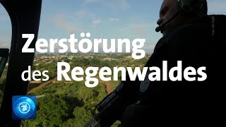 Weltumwelttag RegenwaldZerstörung nimmt während der CoronaKrise zu [upl. by Aicileb]