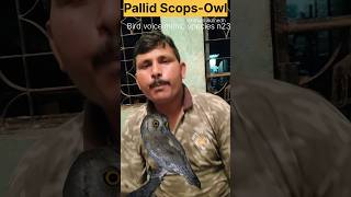 Pallid ScopsOwl voice mimic birdmansumedh tadoba [upl. by Enitsej404]